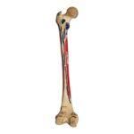 Real Human Femur – Painted