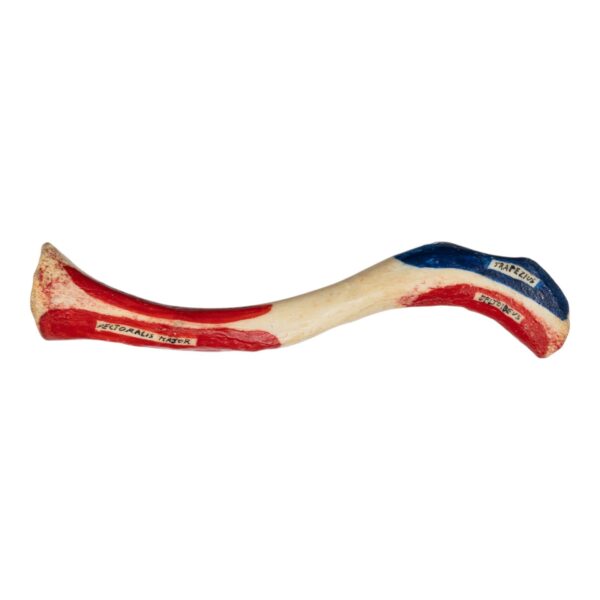 Real Human Clavicle – Painted