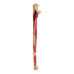 Real Human Ulna – Painted