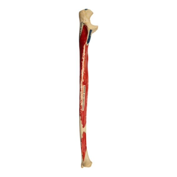 Real Human Ulna – Painted