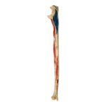 Real Human Ulna – Painted