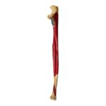 Real Human Ulna – Painted