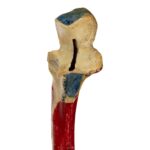 Real Human Ulna – Painted