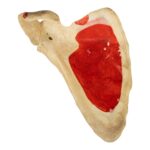 Real Human Scapula – Painted