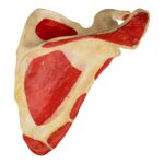 Real Human Scapula – Painted