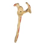 Real Human Scapula – Painted