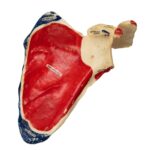 Real Human Scapula – Painted