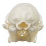 Replica Ring-tailed Lemur Skull