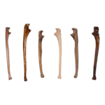 Real Human Ulna – Antique (Single)