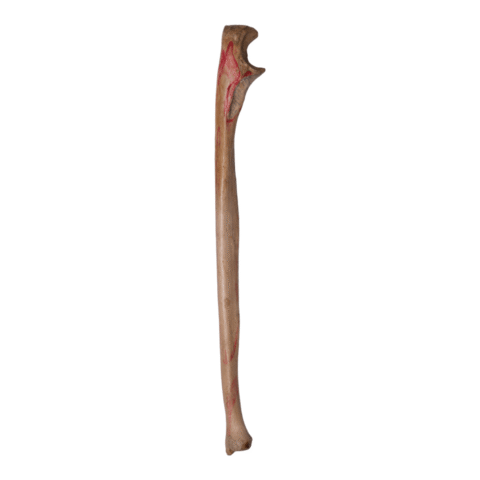 Real Human Ulna - Antique (Single)