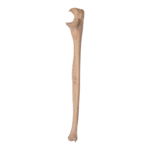Real Human Ulna – Antique (Single)