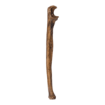 Real Human Ulna – Antique (Single)