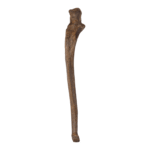 Real Human Ulna – Antique (Single)