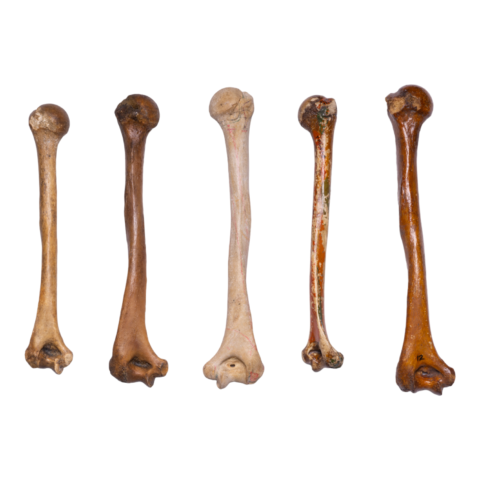 Real Human Humerus - Antique (Single)