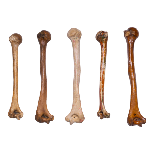 Real Human Humerus – Antique (Single)