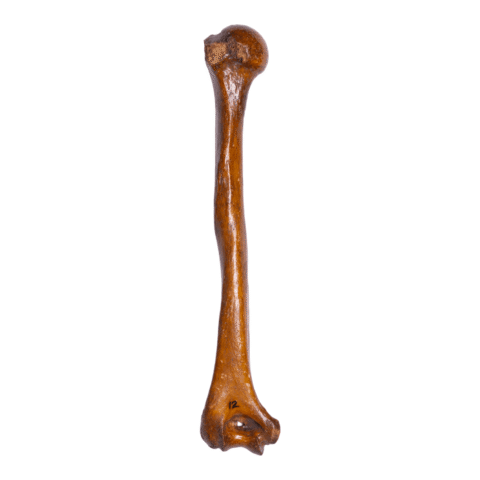 Real Human Humerus - Antique (Single)