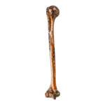 Real Human Humerus – Antique (Single)