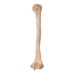 Real Human Humerus – Antique (Single)