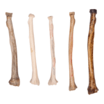 Real Human Radius – Antique