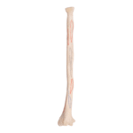 Real Human Radius – Antique