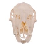 Real Roe Deer Skull – Female