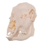 Real Roe Deer Skull – Female
