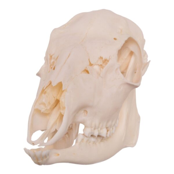 Real Roe Deer Skull – Female