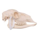 Real Roe Deer Skull – Female