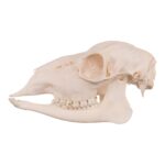 Real Roe Deer Skull – Female
