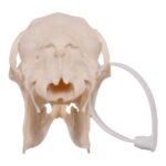Real Roe Deer Skull – Female