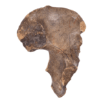 Real Human Hip Bone (Innominate) – Antique (Single)