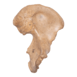 Real Human Hip Bone (Innominate) – Antique (Single)