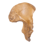 Real Human Hip Bone (Innominate) – Antique (Single)