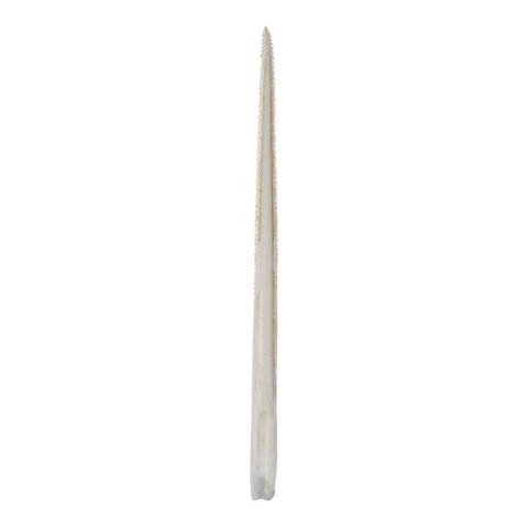 Replica Stingray Tail Spine