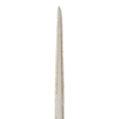Replica Stingray Tail Spine