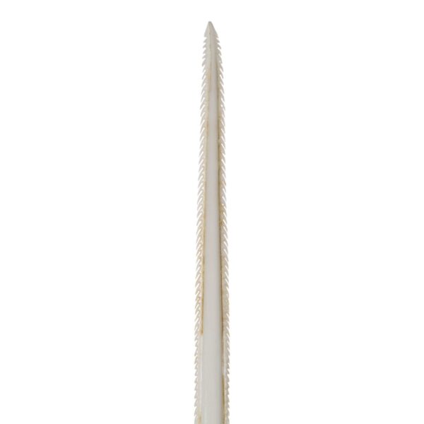 Replica Stingray Tail Spine