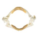 Replica Stingray Jaw
