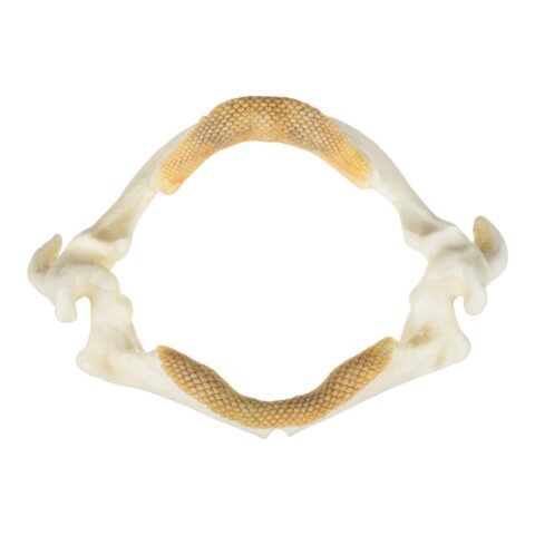 Replica Stingray Jaw