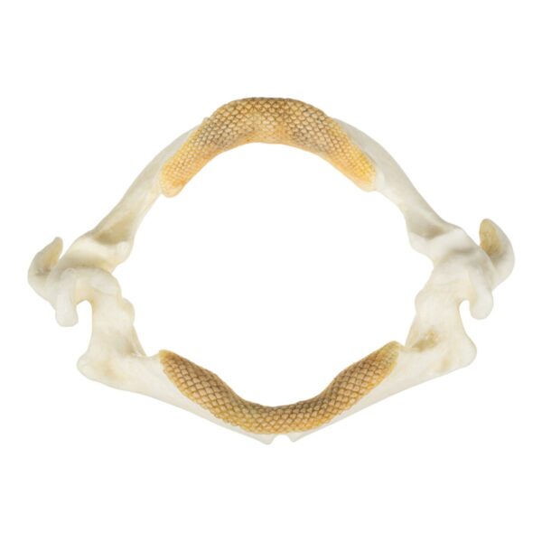 Replica Stingray Jaw