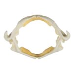Replica Stingray Jaw