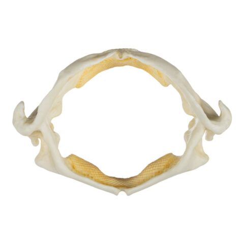 Replica Stingray Jaw
