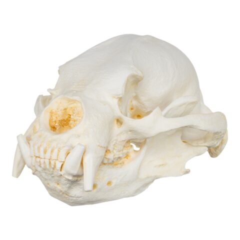 Replica Sun Bear Skull