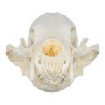 Replica Sun Bear Skull