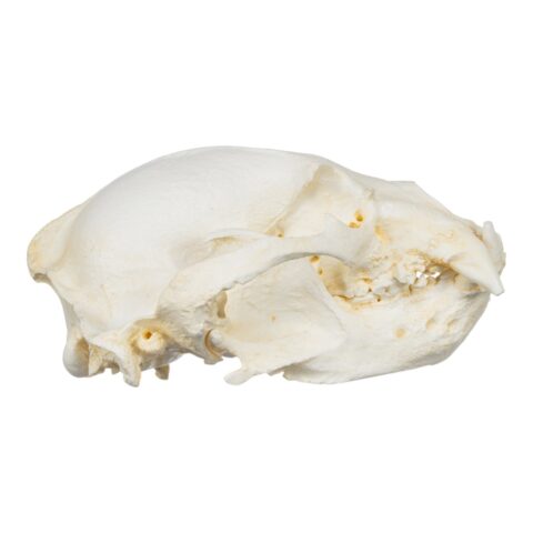 Replica Sun Bear Skull