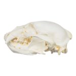 Replica Sun Bear Skull
