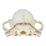 Replica Sun Bear Skull