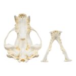 Replica Sun Bear Skull