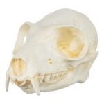 Replica Red Ruffed Lemur Skull