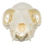 Replica Red Ruffed Lemur Skull