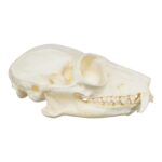 Replica Red Ruffed Lemur Skull